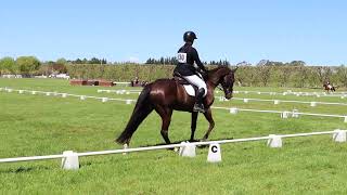 Northern Hawkes Bay  Dressage  5 Oct 2024 [upl. by Alyad]