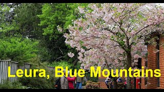 Cherry blossoms in Leura Blue Mountains [upl. by Heise]