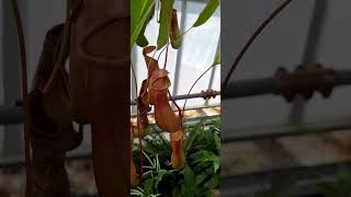 Nepenthes Ventrata looks beautiful  Planting Fields Arboretum State Historic Park [upl. by Westland785]