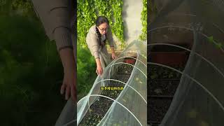 Simple operation of durable arched sheds glass fiber rod planting tips [upl. by Dlonyar]