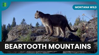 Hunting in Beartooth Mountains  Montana Wild  Documentary [upl. by Ennailuj]