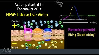 NEW INTERACTIVE Animation with Quiz Cardiac Action Potential in Pacemaker Cells [upl. by Adnilrev]