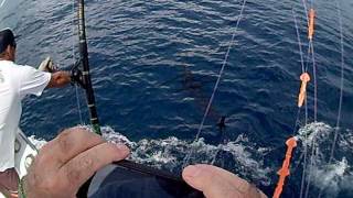 250 pound Blue Marlin Costa Rica Joey Wrobel [upl. by Ladnyk496]