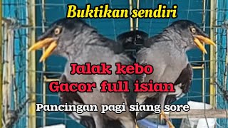 jalak kebo gacor [upl. by Dyson]