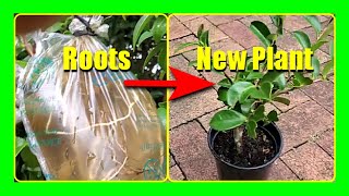 Unique Method To Grow Camellia In Water  Camellia Propagation By Layering In Water [upl. by Aniale]