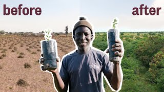 How One Man Planted A Forest in 5 Years [upl. by Arocet]