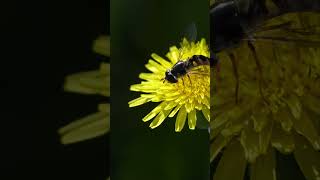 hoverfly [upl. by Byler]