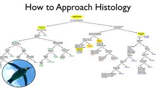 Help with Histology [upl. by Esilrac]