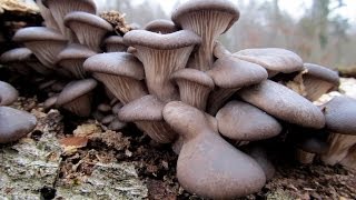 Grzyby Boczniak ostrygowaty  Pleurotus ostreatus [upl. by Cranford751]