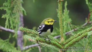 Blackthroated Green Warbler in Maine [upl. by Gnak]