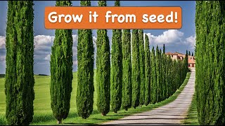 How to Grow Italian Cypress Tree from Seed [upl. by Drannek]