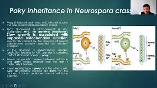 Mutations in Yeast and Neurospora [upl. by Joellen647]