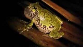 GrayGrey treefrog Hyla versicolor calling [upl. by Pope597]