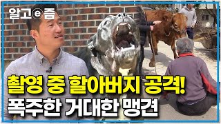 실제 상황 촬영 중 목줄이 끊어져 소와 할아버지를 공격해 상해를 가한 개 솔루션 하러 와 무릎 꿇은 강형욱과 단호한 보호자┃세상에 나쁜 개는 없다┃알고e즘 [upl. by Euqitsym]