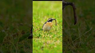 Whinchat Eats A Worm 🐛 shorts BirdWatching NatureLovers [upl. by Garrott]