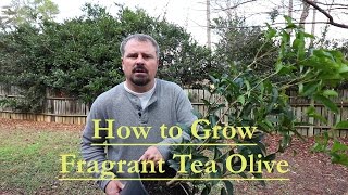 How to grow Fragrant Tea Olive  Osmanthus Fragrans  Guìhuā [upl. by Eillek214]