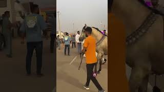 kathiyawadi horselover trending sorts viralvideo [upl. by Acimehs285]