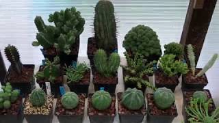 Euphorbia Collection EP09 [upl. by Conyers]