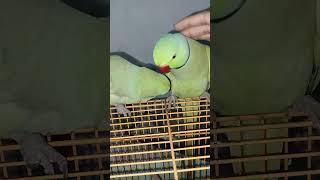 🥰😘 viralvideo moodyparrot funnyvideo [upl. by Esyli]