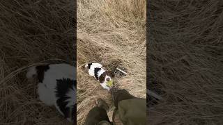 Springer Spaniel puppy hunting gundogtraining birddog [upl. by Higley]