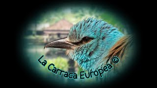 🕊️ Carraca Europea 🕊️ [upl. by Aicirtam612]