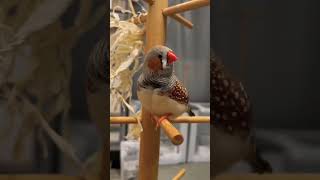 Zebra finch Male Singing finches birdslover [upl. by Holt]