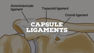 capsule and ligaments of AC joint [upl. by Acinemod]