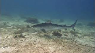 Tiger Shark close up in Malapascua with Atlas Divers  Philippines 2102024 [upl. by Haskell]