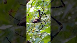 A huge female Gigantism Nephila pilipes spider 🕸️ spider beautiful animal wildlife nature [upl. by Cicily]