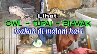 kasih makan kepala ayam biawak owl tupai di malam hari [upl. by Yonita]