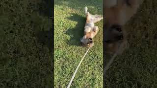 🐕Playful and Energetic Dogpets amazing shortvideo cockerspaniel [upl. by Innattirb]