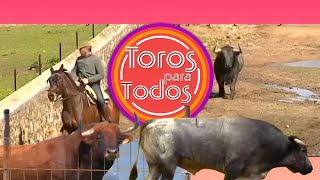 Algunos de Los Mejores Momentos de Toros Para Todos [upl. by Bunnie]