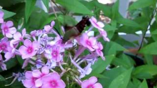 Hummingbird Clearwing Moth with Wing Sounds [upl. by Hsevahb]