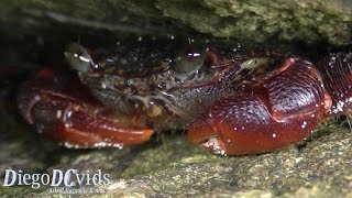 Red Crab Brachyura Caranguejo vermelho [upl. by Eentirb]