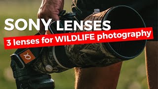 3 Great SONY lenses for Wildlife Photographers [upl. by Anyalram]