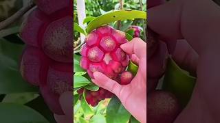 star fruit greengage Jack fruitKadsura coccinea fruit step by step cutting enjoy 🥰👍 🫐🍇🥭🍊🥑🍒🍍183s [upl. by Lonna352]