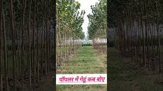 पॉपुलर में गेहूं कब बोए।। Popular ki kheti me gehun kb lgayeviralvideo trending agriculture [upl. by Anolla]