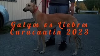 Galgos vs Liebres Curacautín Chile 2023 para que 500 galgos [upl. by Olethea374]