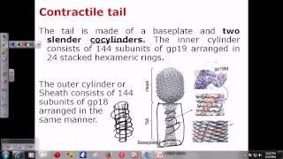 T4 phage structure [upl. by Ela]