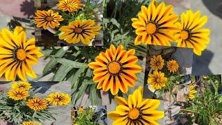 Gazania Flower plant  How grow gazania from seeds  Gazania plant Care garden gardening [upl. by Akere]