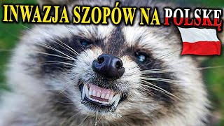 SZOPY PRACZE Podbijają Polskę  Czym To Grozi [upl. by Htezil261]