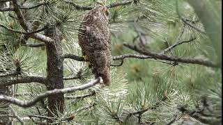 Longeared Owl calling [upl. by Fabiola31]