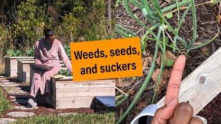 Updates Collards going to seed and a weed problem [upl. by Kawasaki]