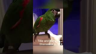 Funny parrot pt19 like and sub for pt20 funnypetsmoments funnyanimal funny birds parrot [upl. by Tatiania641]