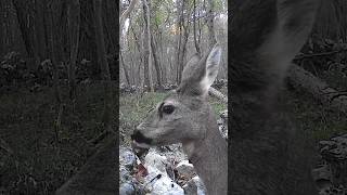 Capriolo che salto fototrappola trailcam animali shorts [upl. by Irap973]