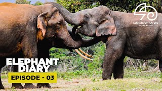 Elephant Diary  Episode  03  General facts and anecdotes on elephants with Dr Sumith Pilapitiya [upl. by Reneta]