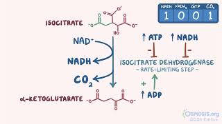 Osmosis Citric acid cycle [upl. by Nylehtak837]