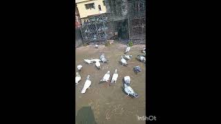 pigeon kabutar httpsyoutubecommdalisohan6217sipJ6NK9Tjlf8123 [upl. by Adamski]