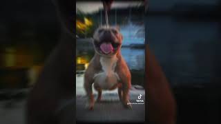 12 off his stud fee to a random subscriber at 500 subs americanbully idonotownrightstomusic dog [upl. by Nart353]