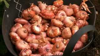 How to plant Gladioli in bedswmv [upl. by Rodrich]